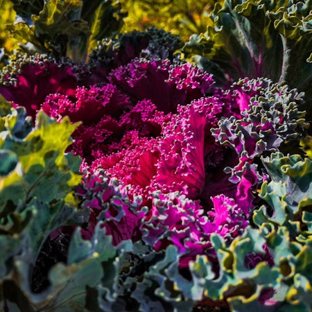 unsplash Kohl noble-brahma-iAhFo9bKXuE-unsplash