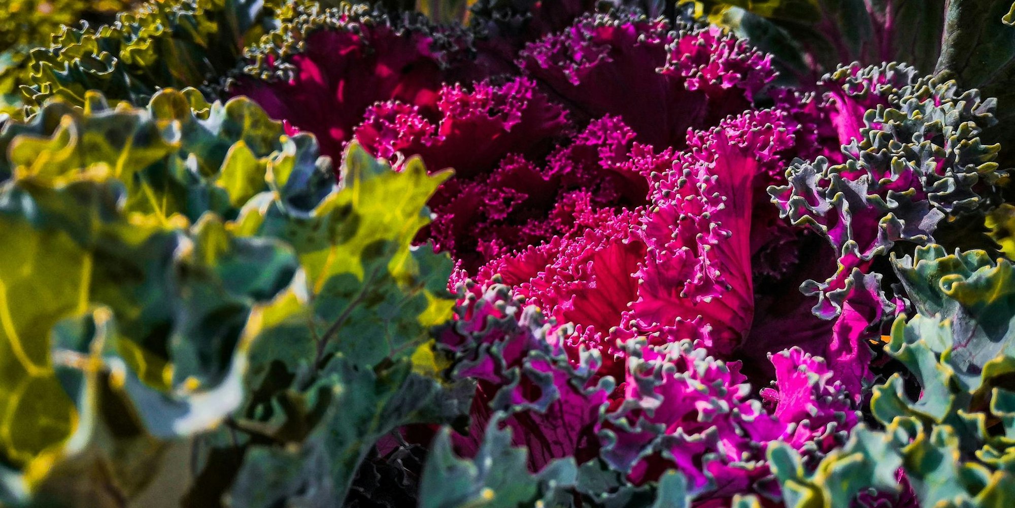 unsplash Kohl noble-brahma-iAhFo9bKXuE-unsplash