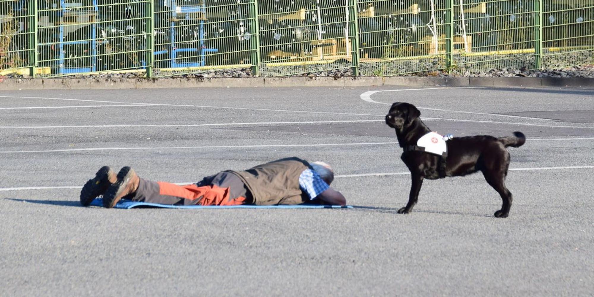 Rettungshund
