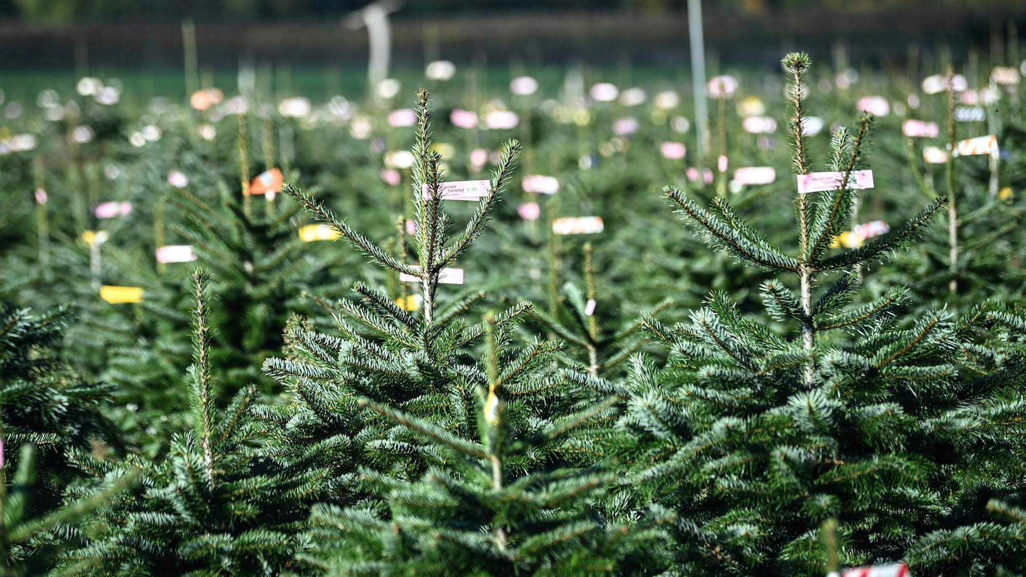 Weihnachtsbäume mit Markierungen