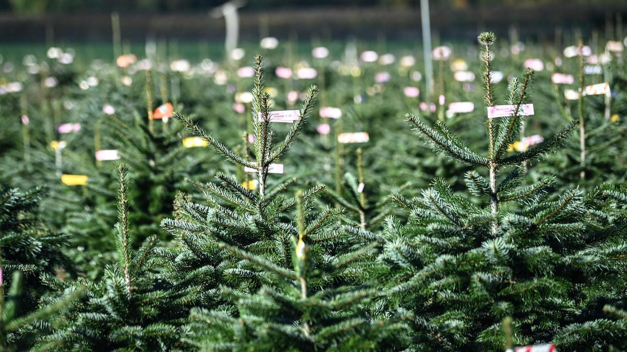 Weihnachtsbäume mit Markierungen