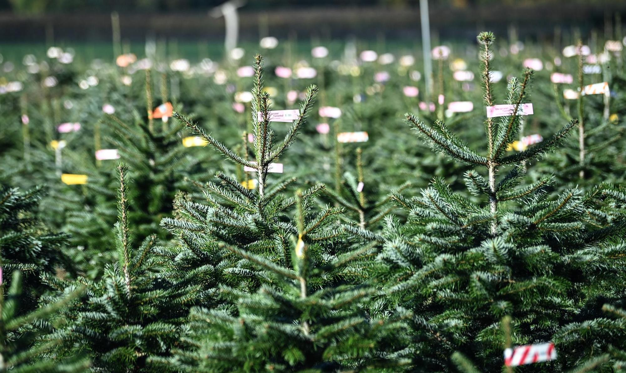 Weihnachtsbäume mit Markierungen