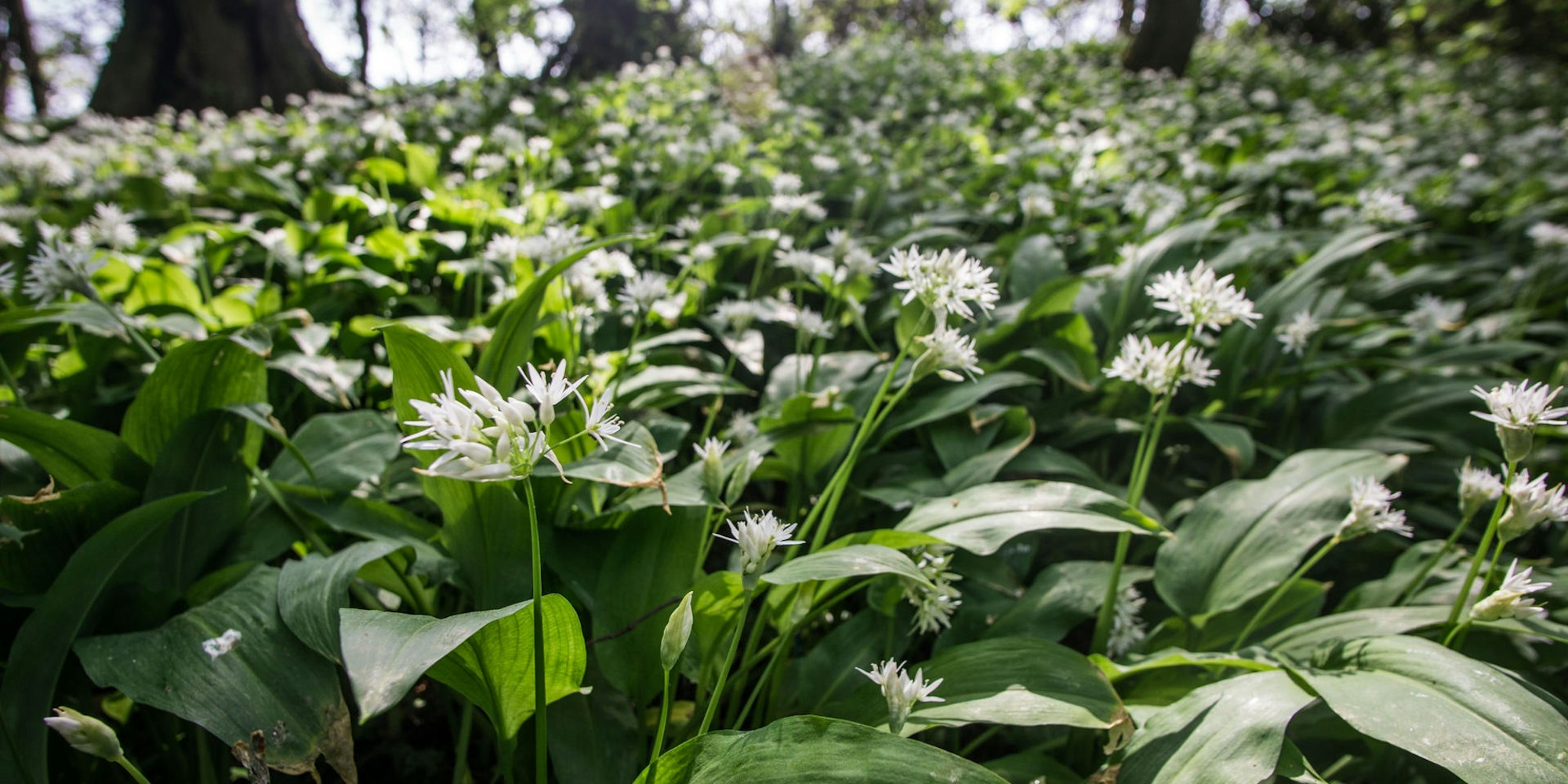 Aehnliche_Blaetter_D_69117713