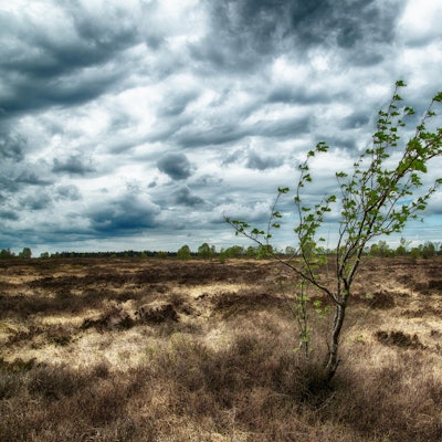 Windschief_im_Moor_Hohes Venn_Wiki_ThomasRöttgen_CC4.0