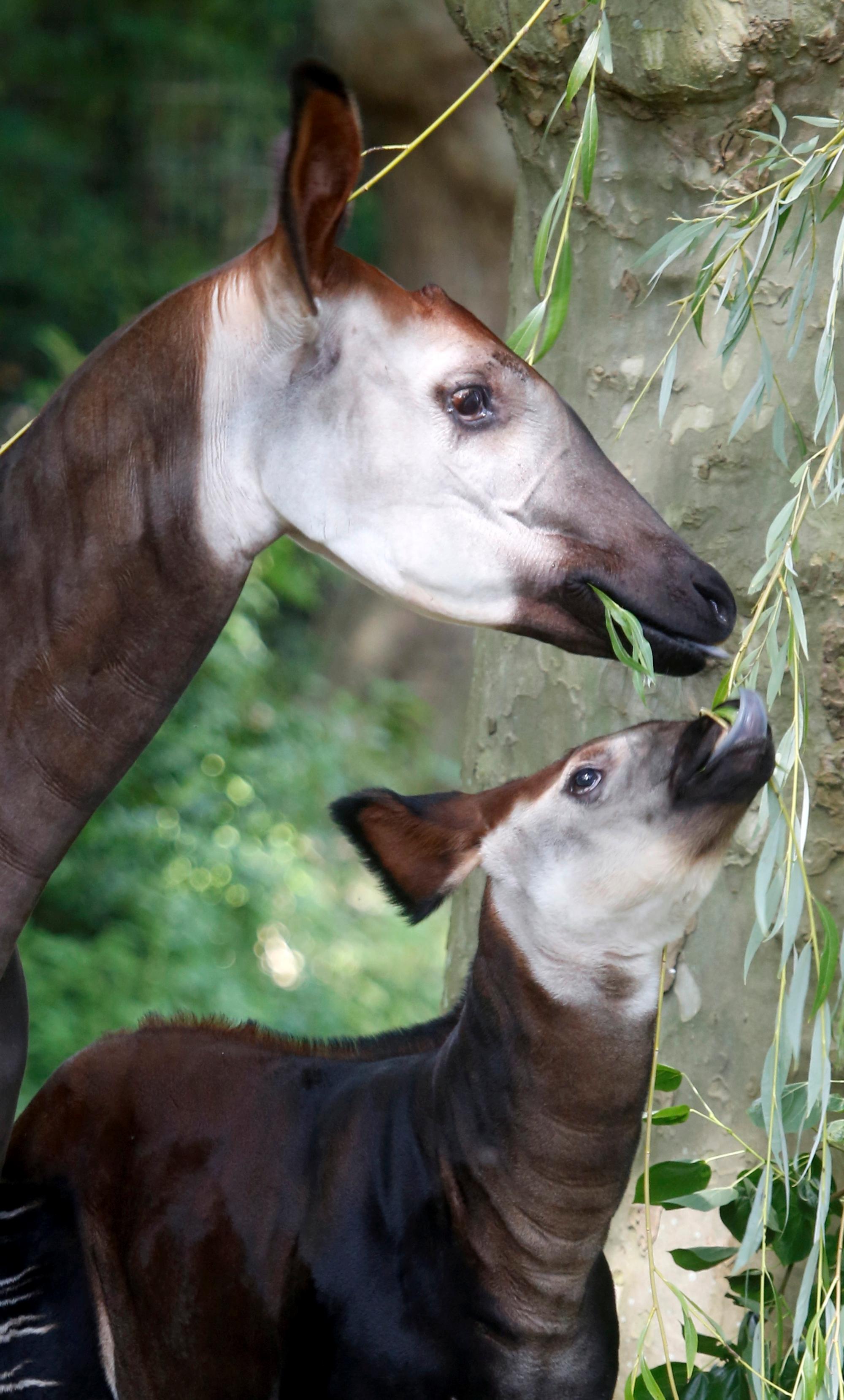 kra_okapi002