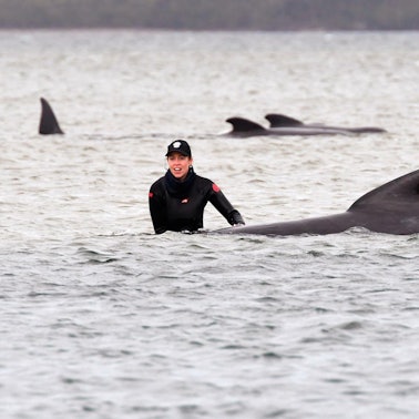 Gestrandete Grindwale