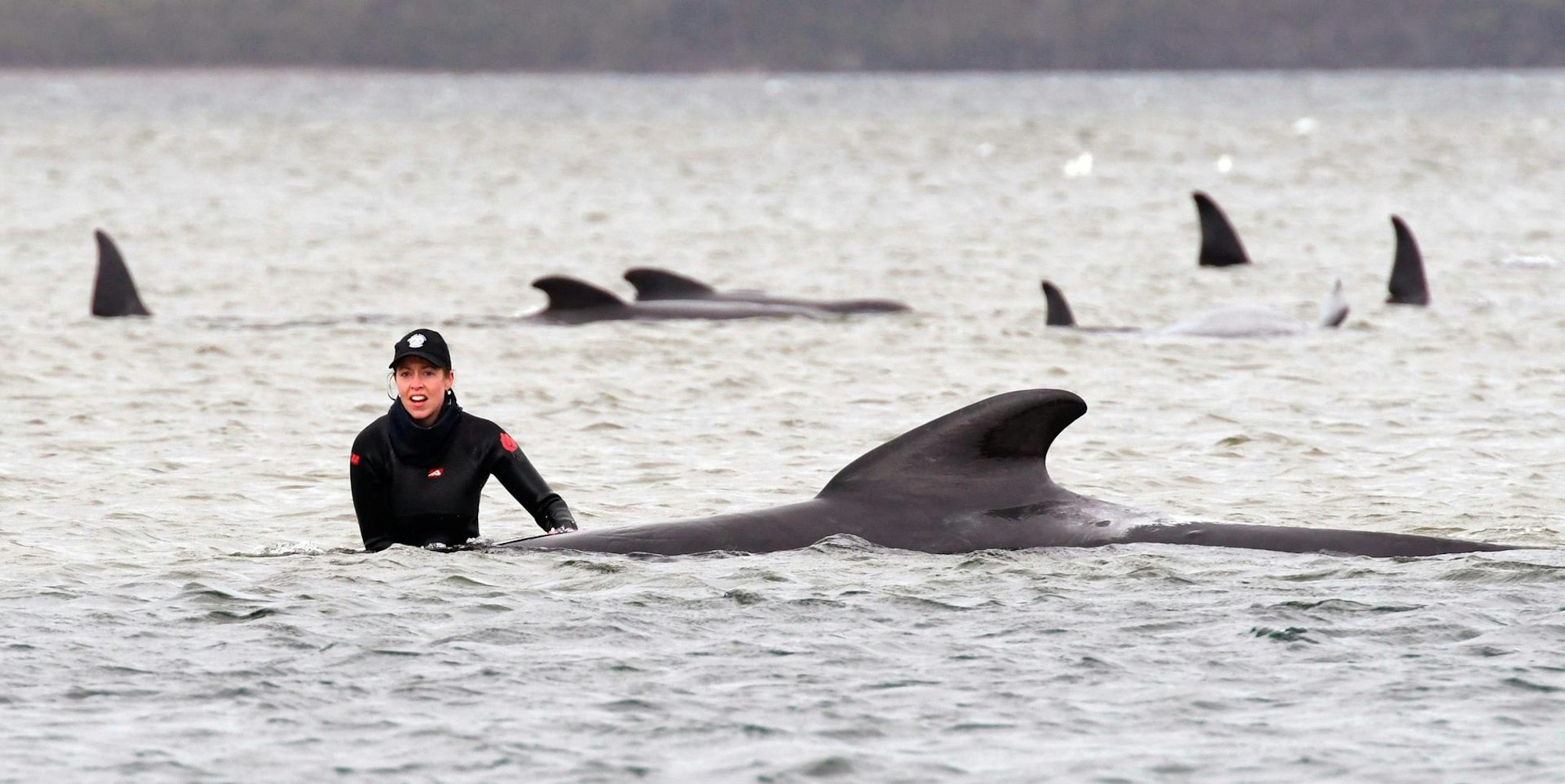 Gestrandete Grindwale