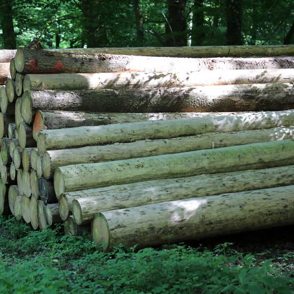 Holzstämme Windeck Symbolbild