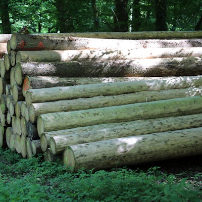 Holzstämme Windeck Symbolbild