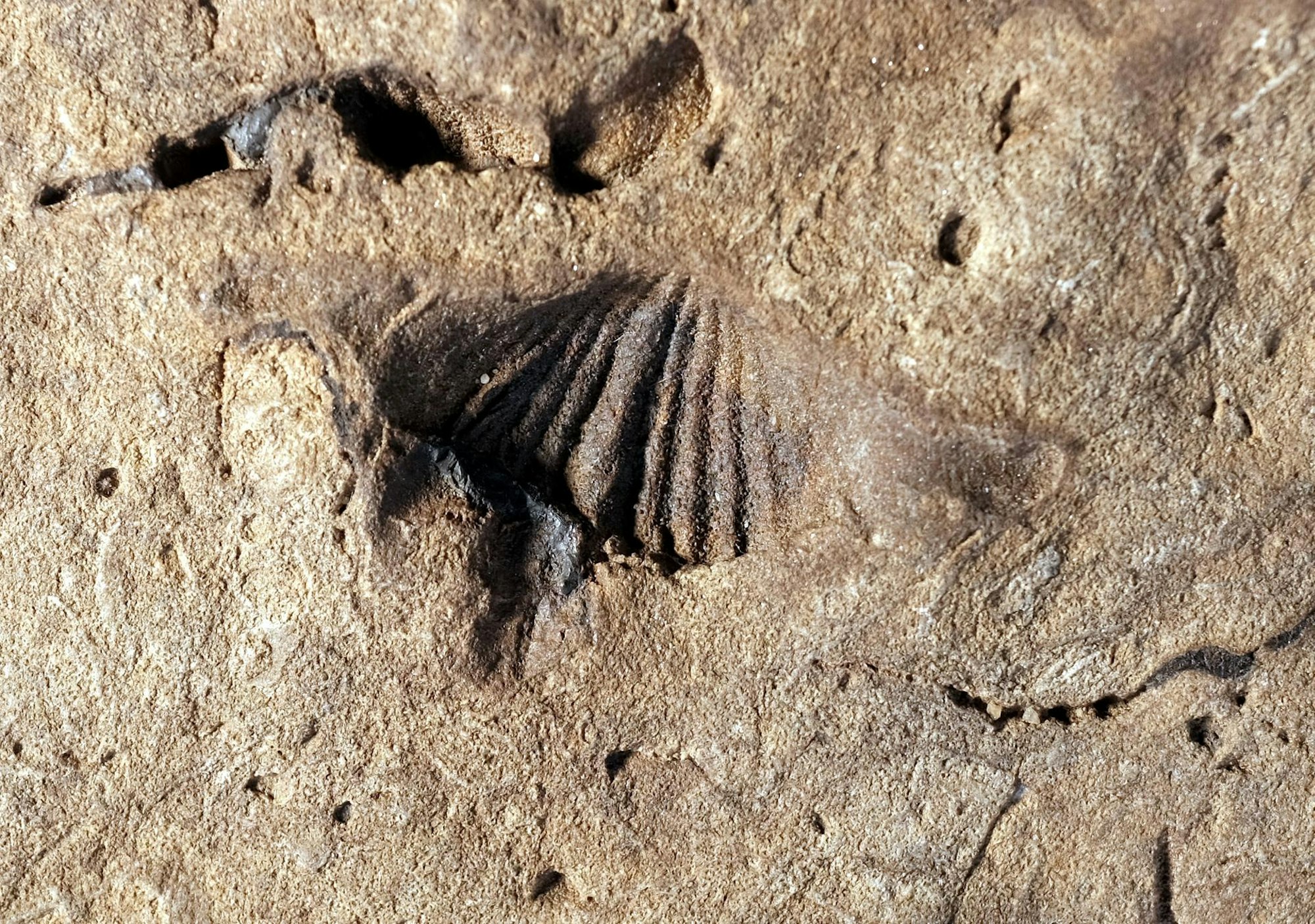 Gold waschen am Rhein20200525-Max-sommerserie-35