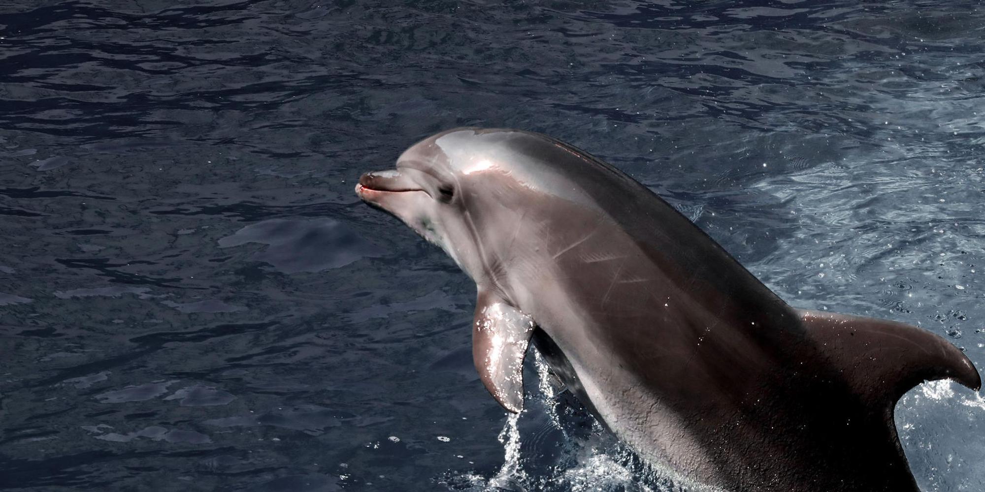 Delfin im schwarzen Meer