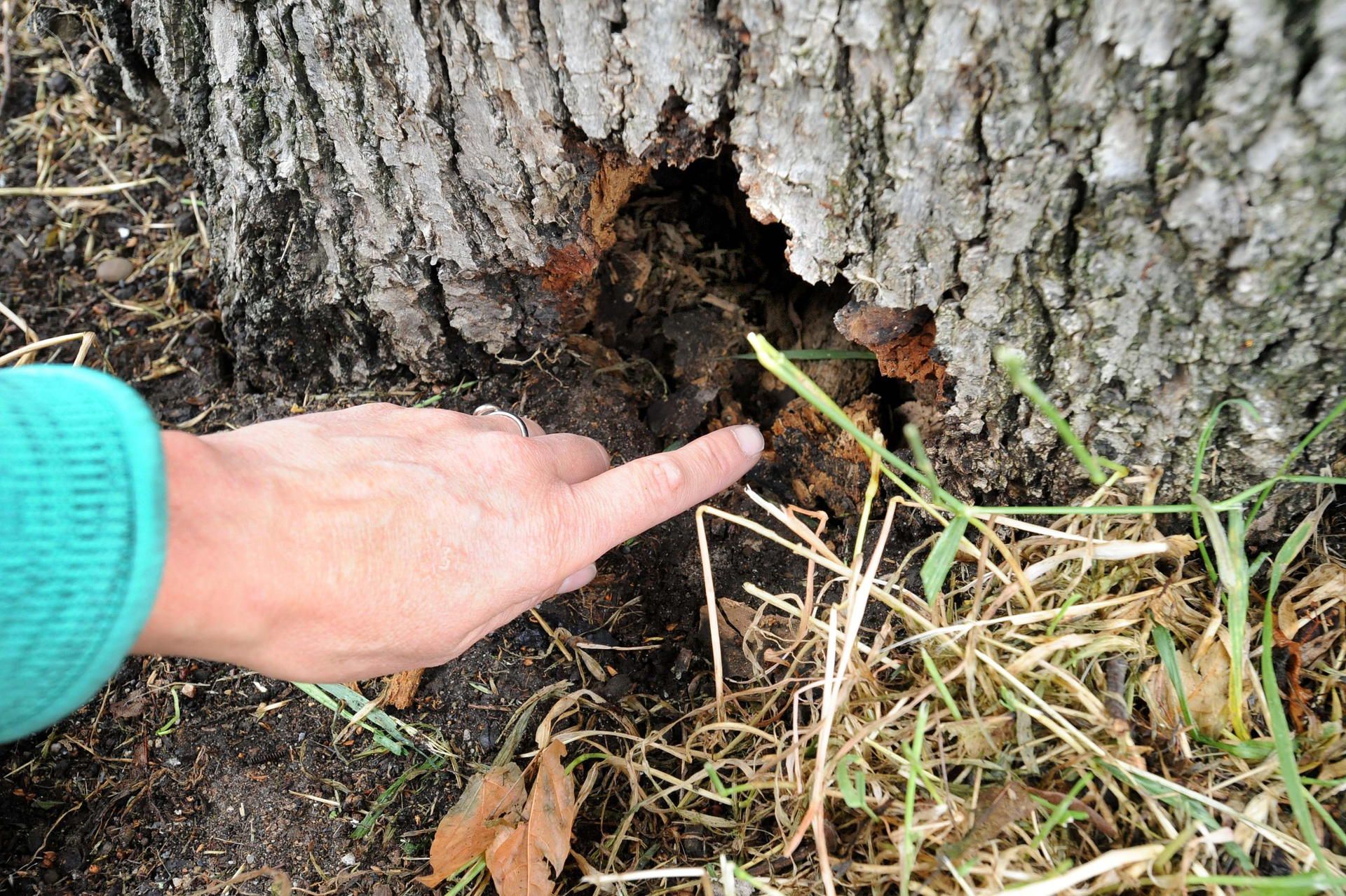 wu-baum-uferstrasze_(2)