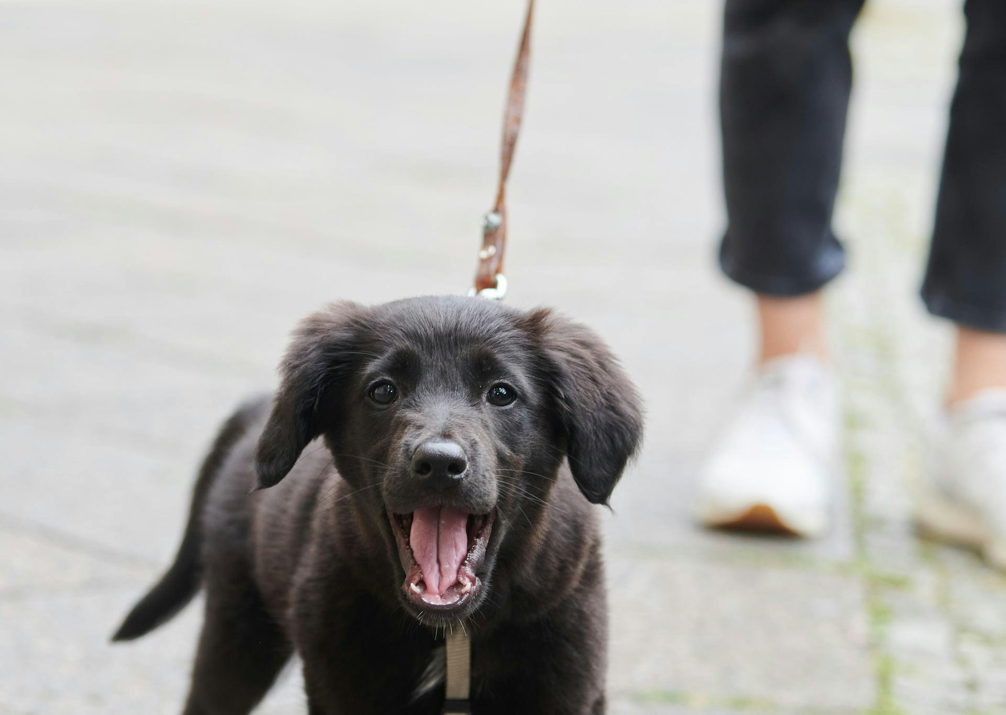 Welpe an der Leine dpa