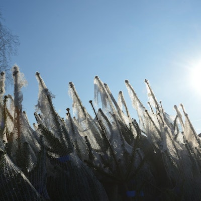 Overath_Weihnachtsbäume