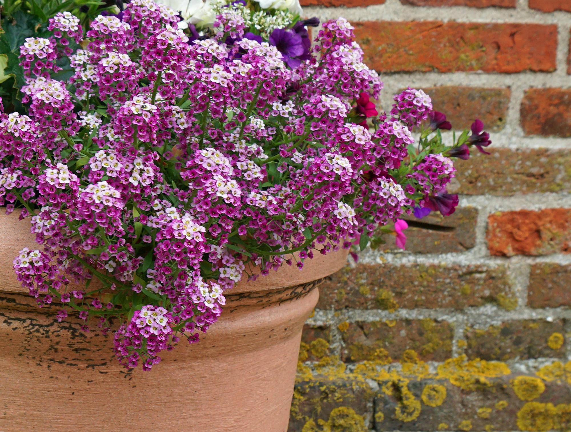 GettyImages-1289381053_Alyssum_Lobularia