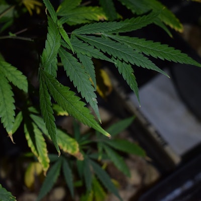 OriginalbildderPlantageQuellePolizei