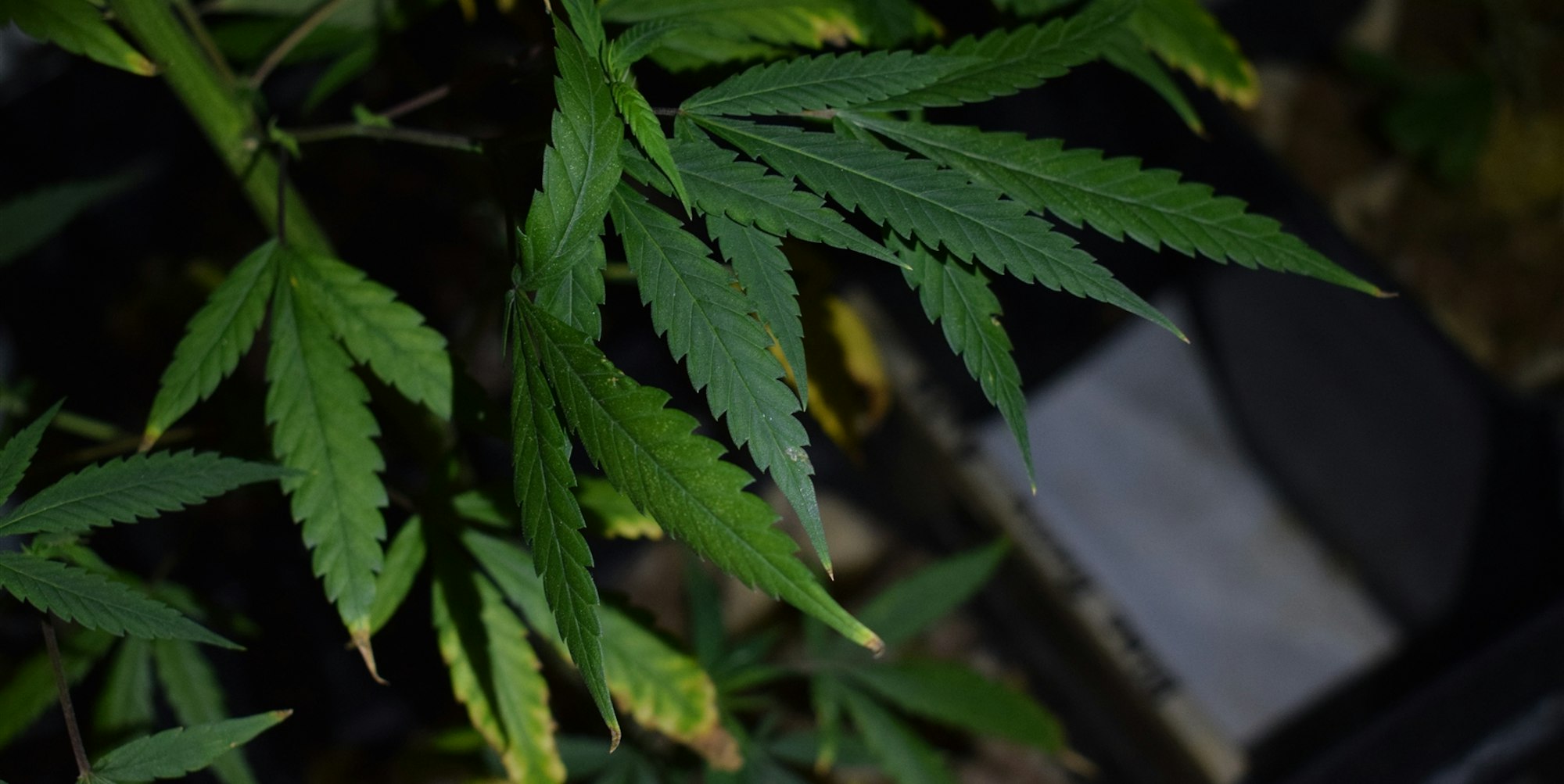 OriginalbildderPlantageQuellePolizei