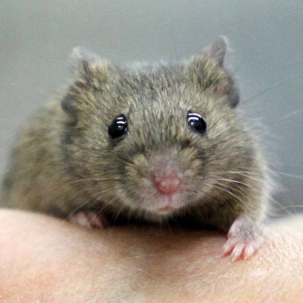 Hausmaus