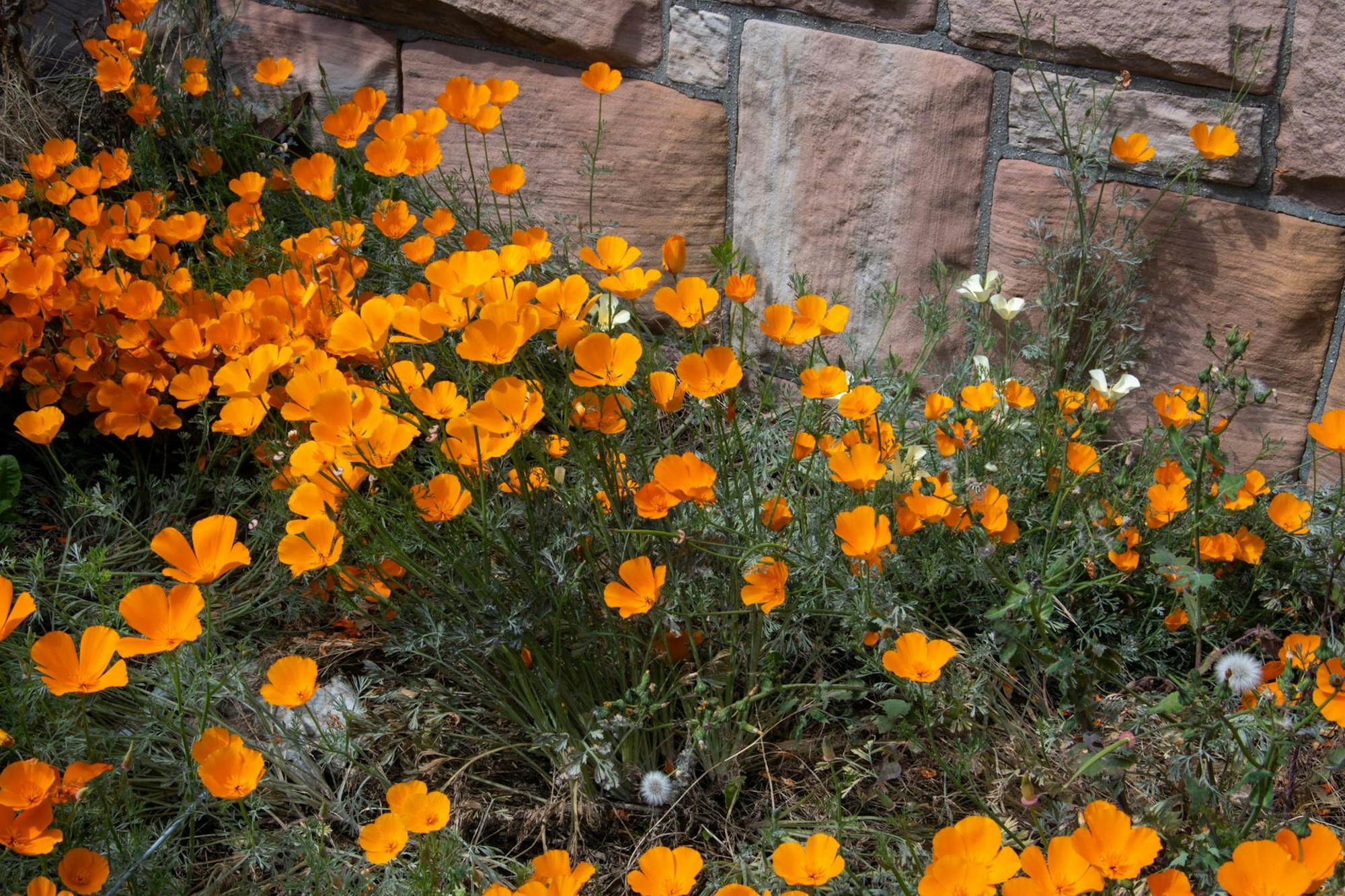 GettyImages-1252470893_Eschscholzia_californica