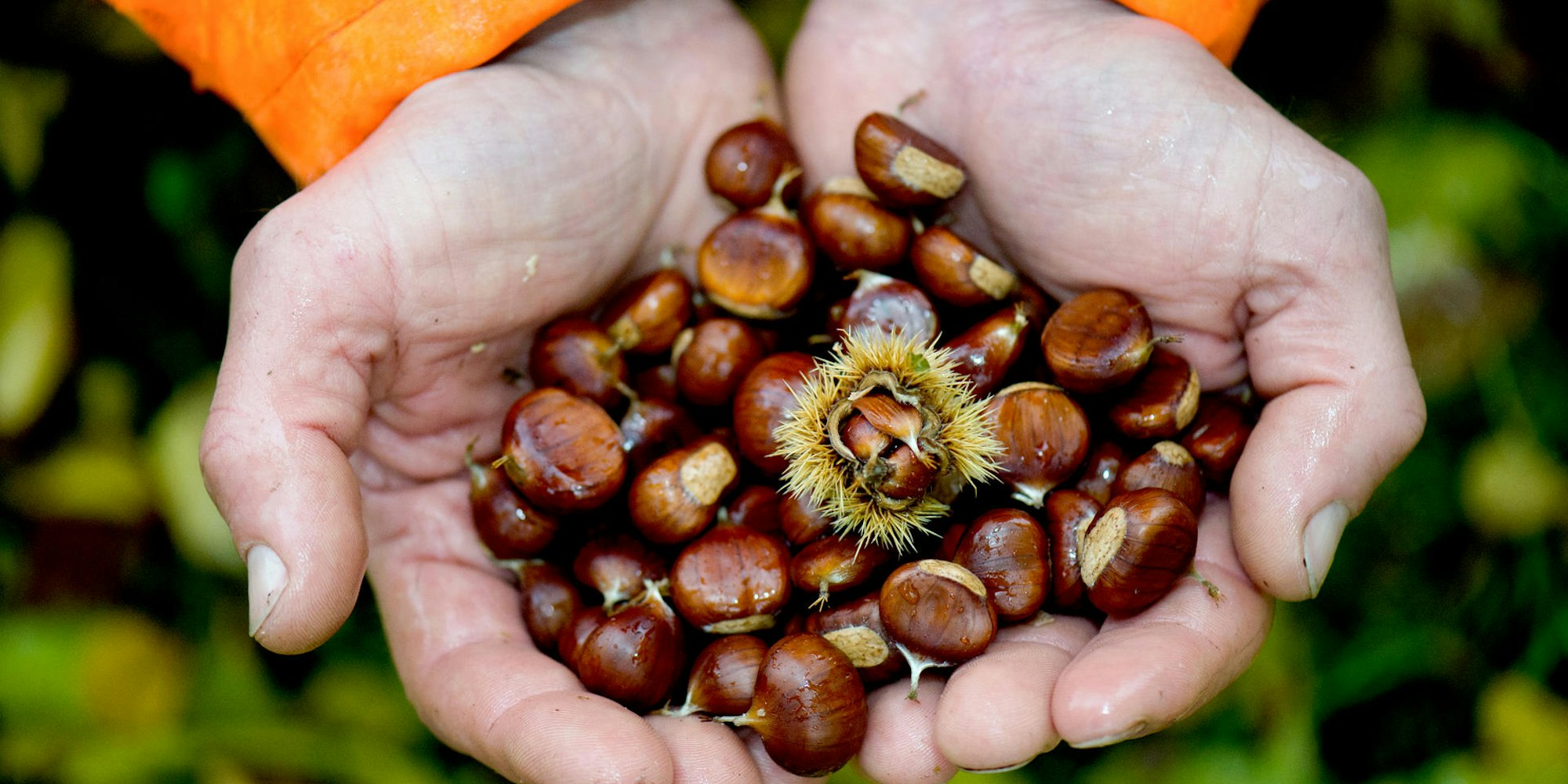 Esskastanie_dpa_Stachlige_Schale_del_71437636