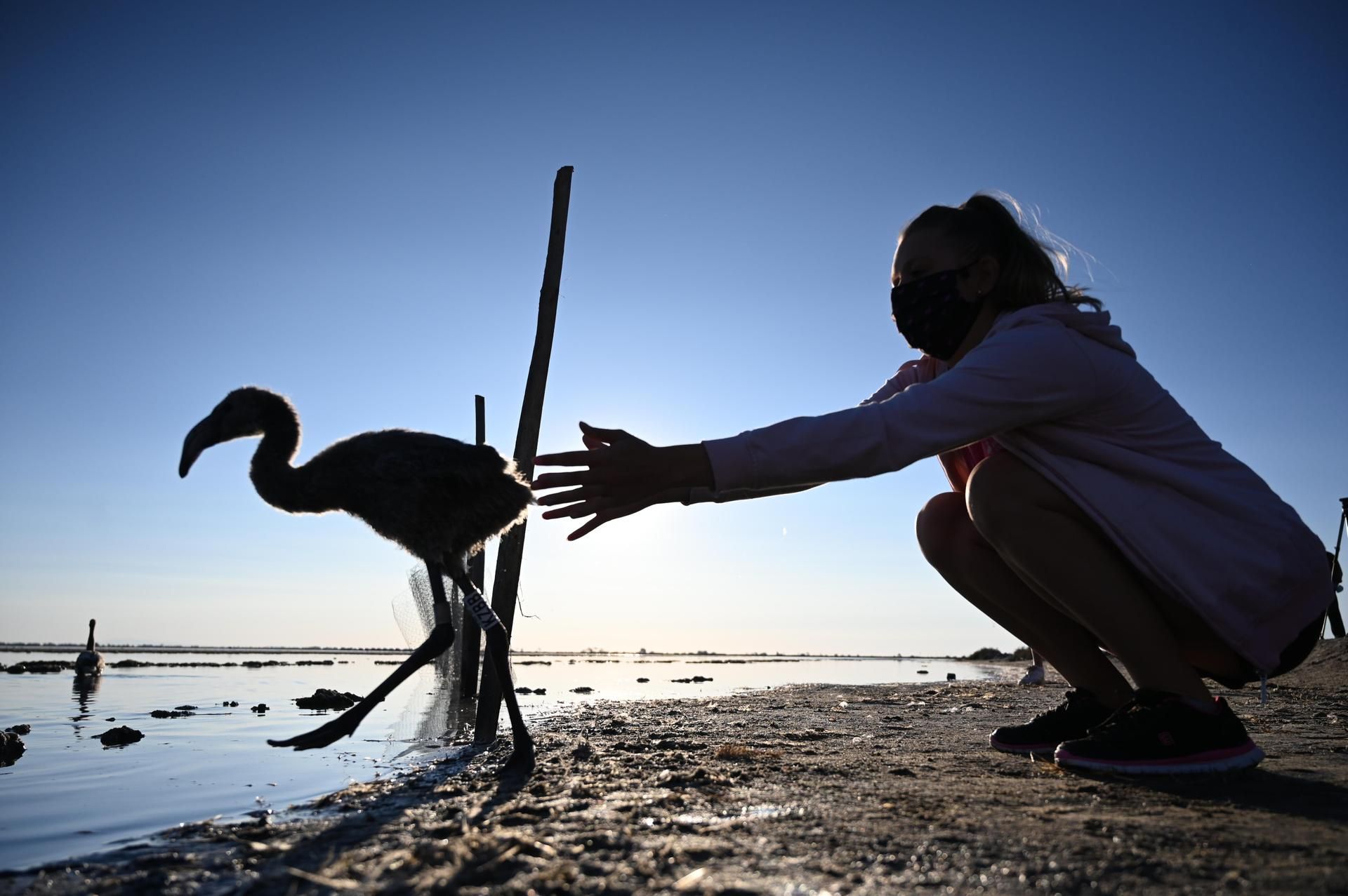 Flamingo-Küken in Südfrankreich