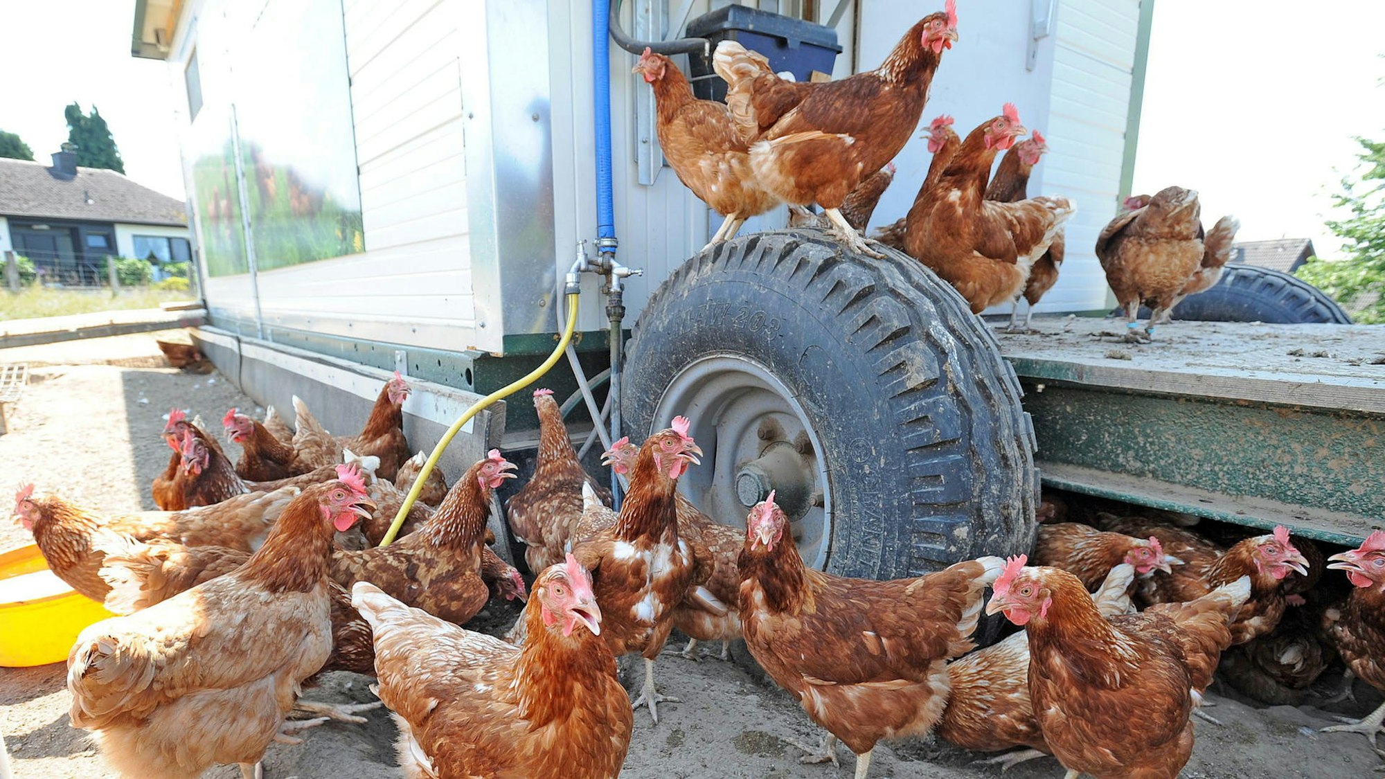Eine Hühnerschar vor dem Hühnermobil.