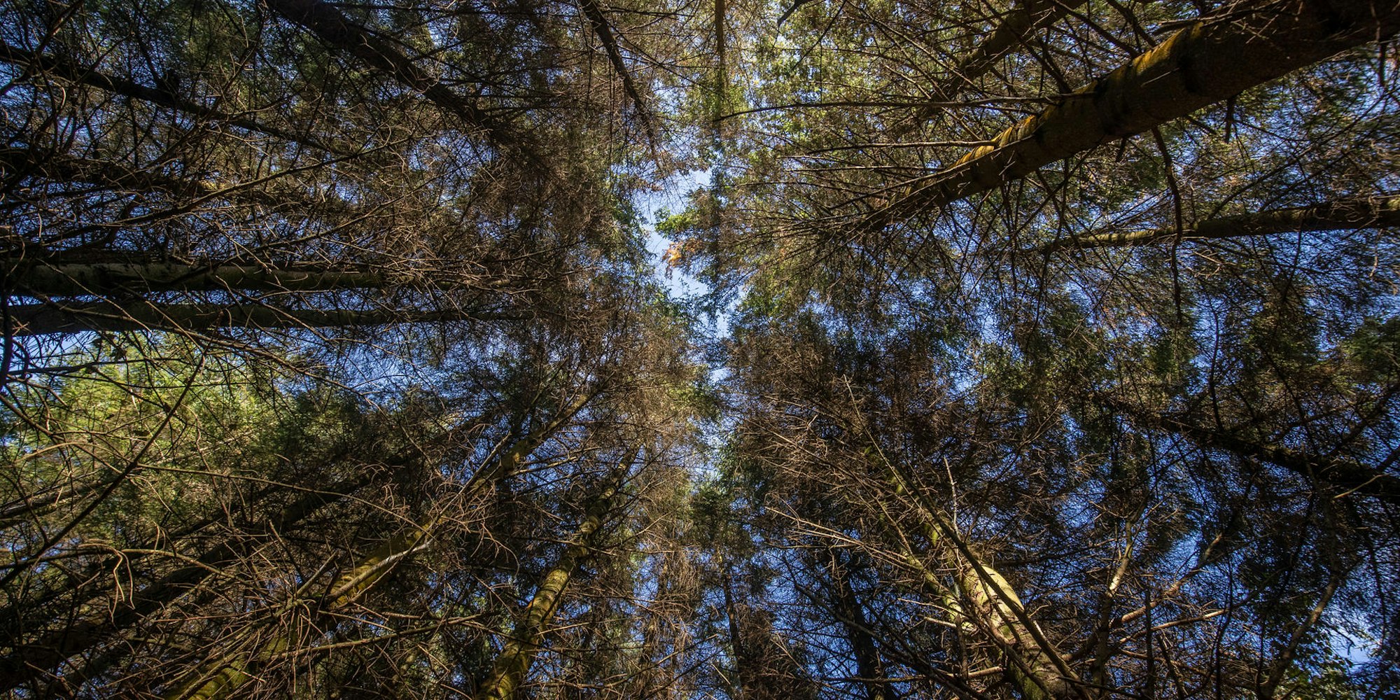 Bäume Symbol 260921