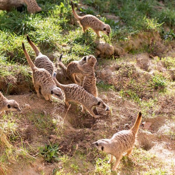 Erdmännchen im Kölner Zoo