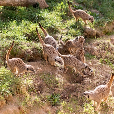 Erdmännchen im Kölner Zoo