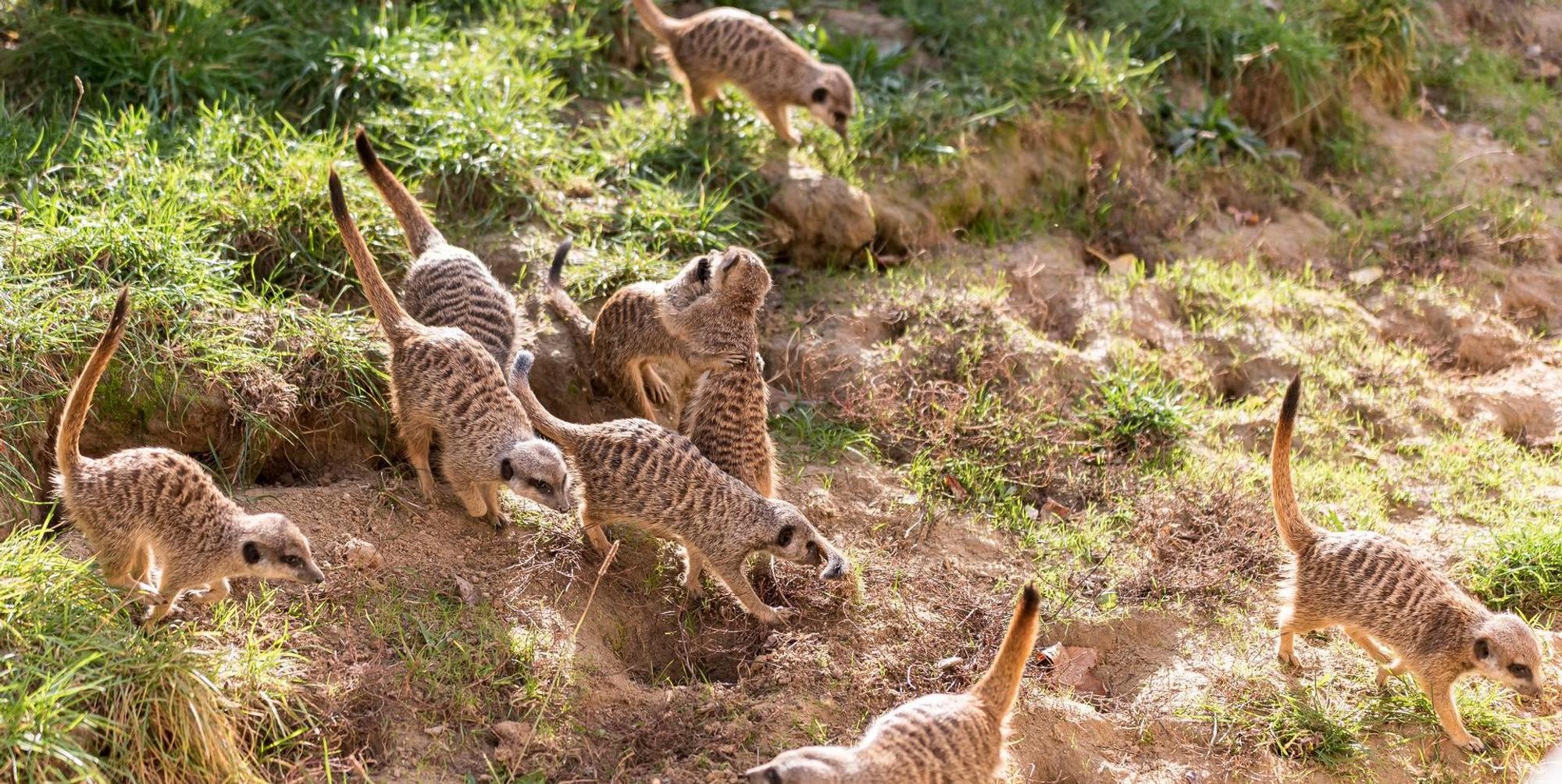 Erdmännchen im Kölner Zoo