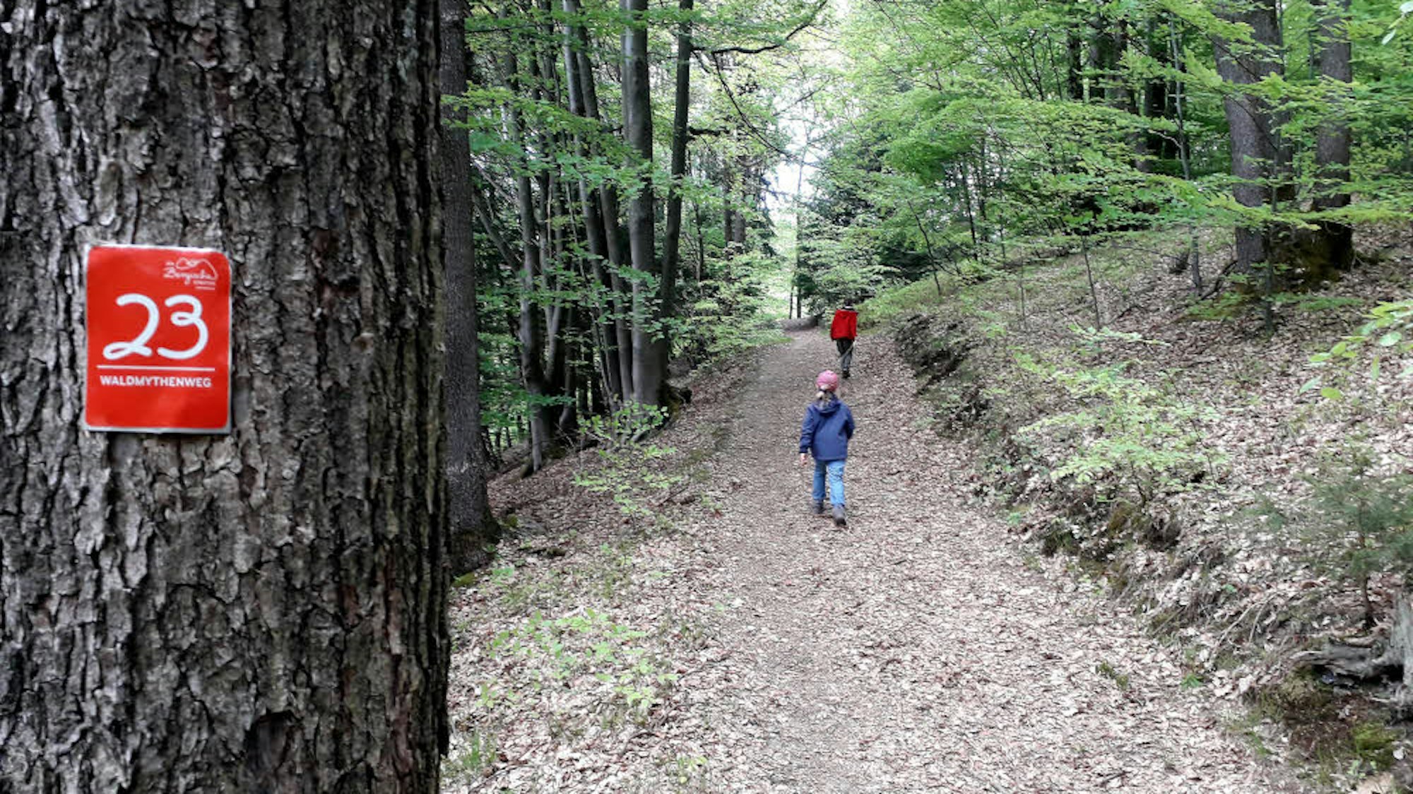 Schöne Laubwälder begleiten den Waldmythenweg