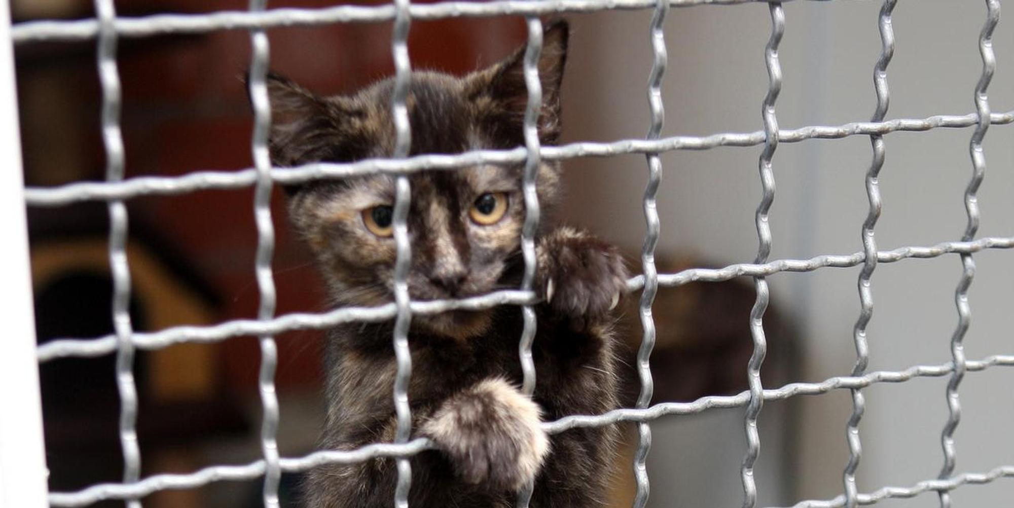 tierheim katze kürten