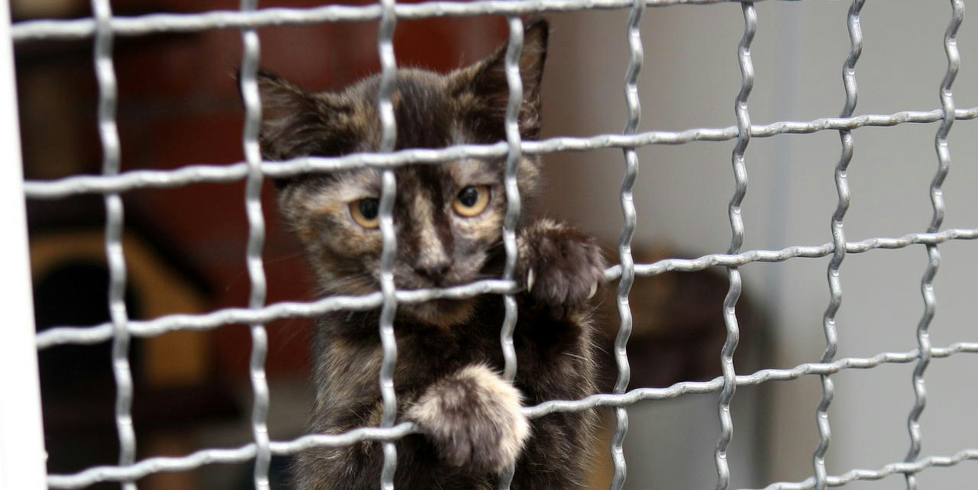 tierheim katze kürten