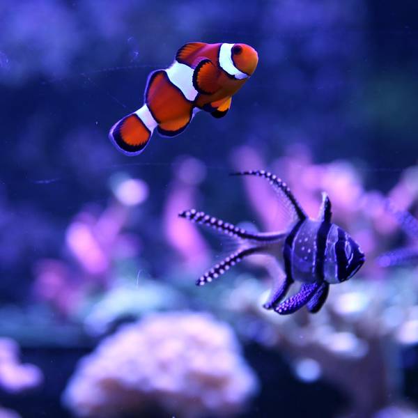 50 jahre aquarium_002