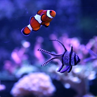 50 jahre aquarium_002