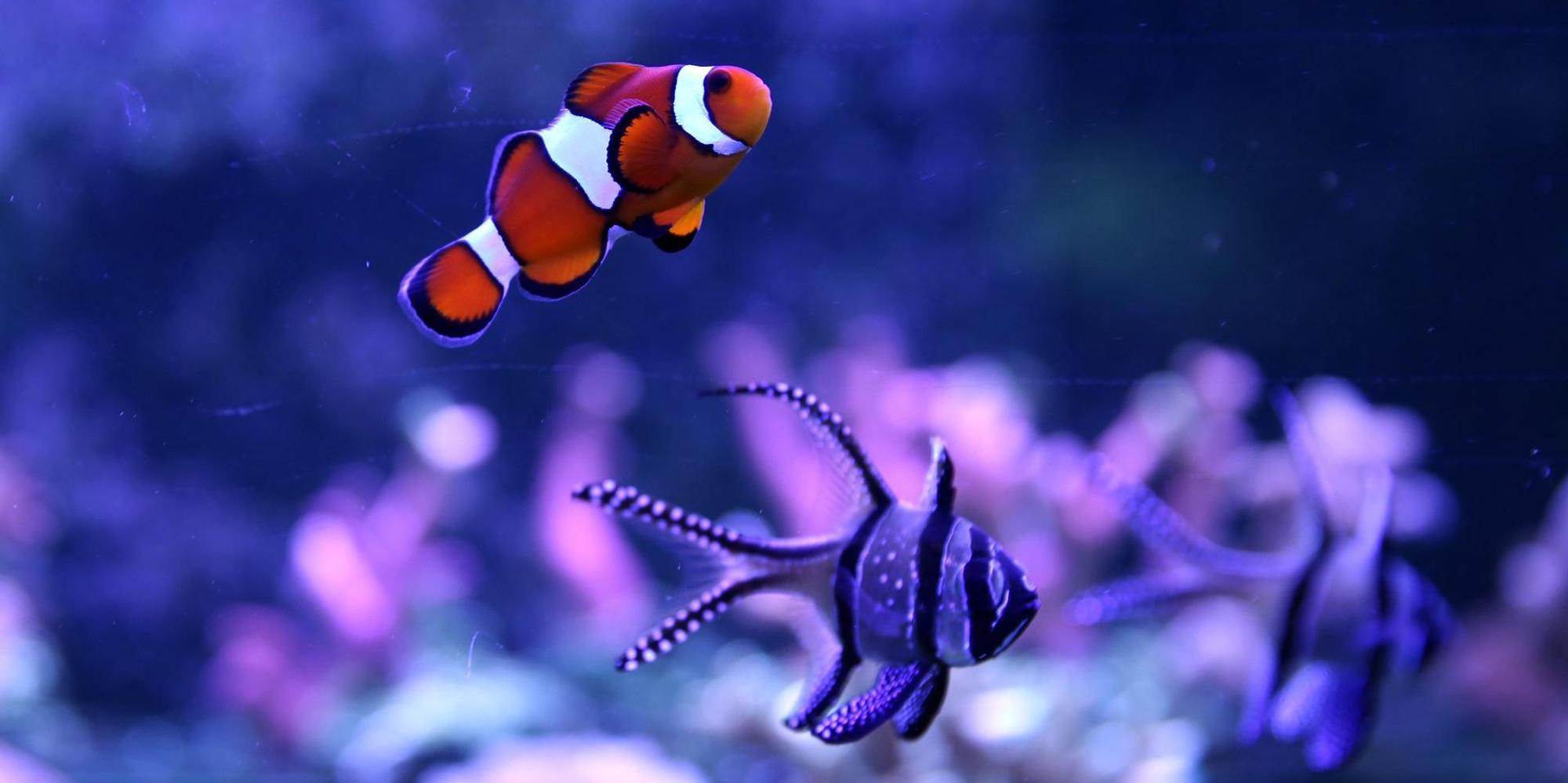50 jahre aquarium_002