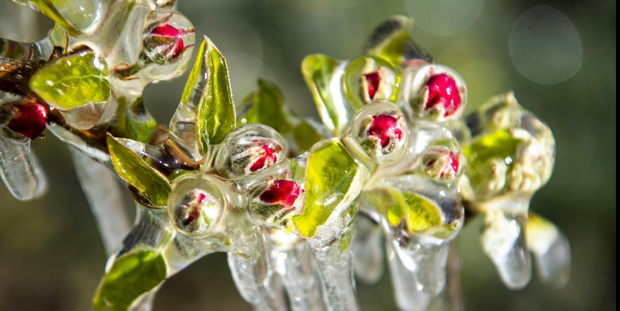 Obstbaum Blüten Frost