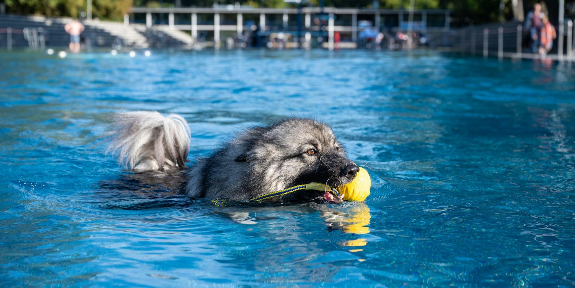 hundeschwimmenstadionbad2