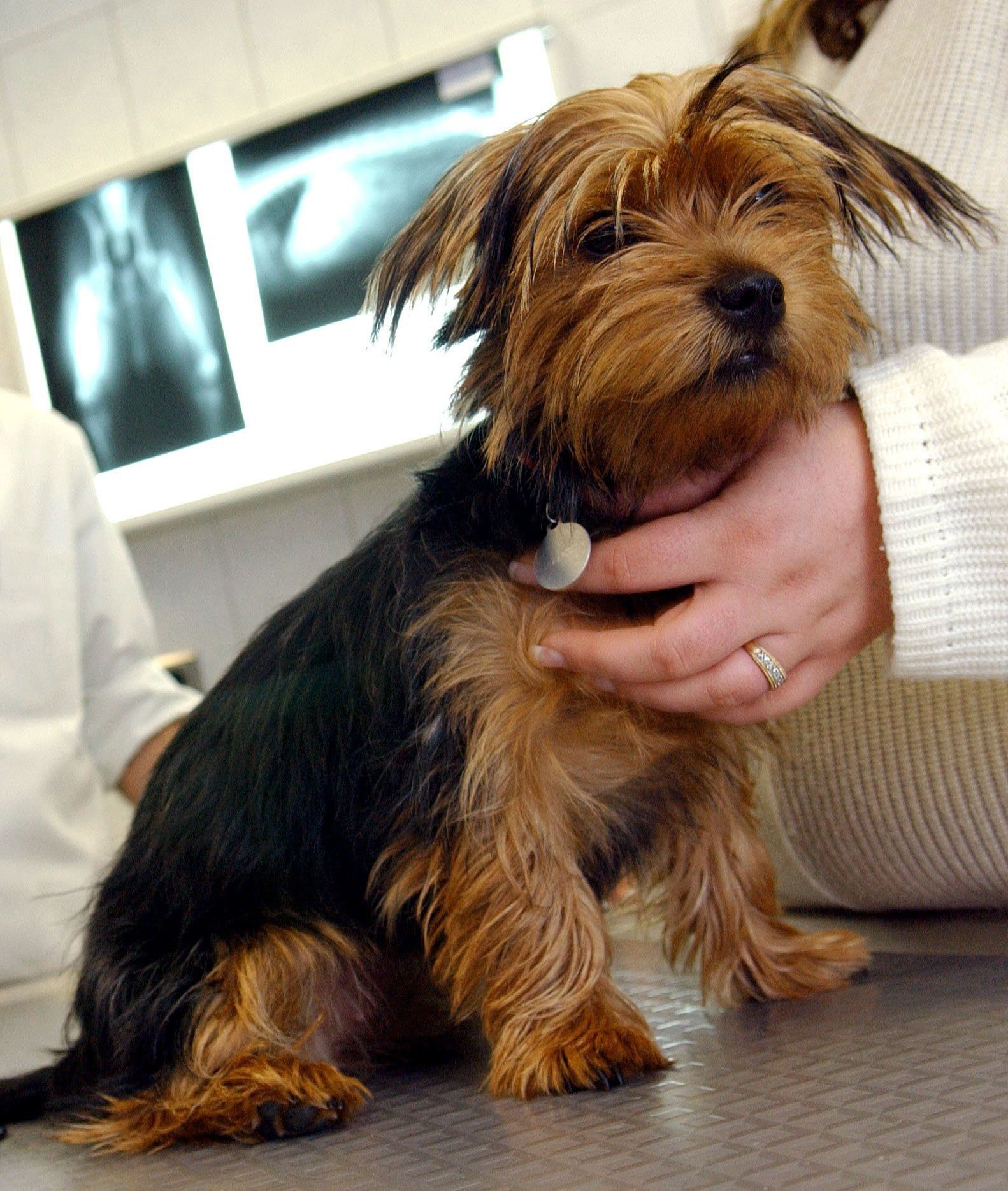 Hund bei Tierarzt
