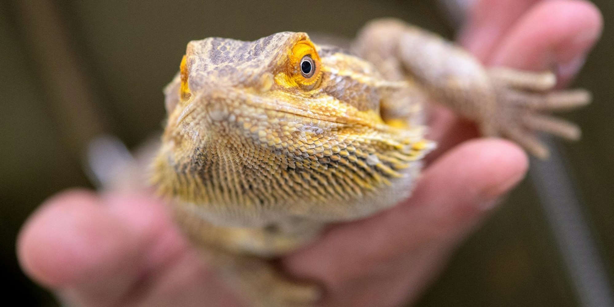 bartagame_energiepreise