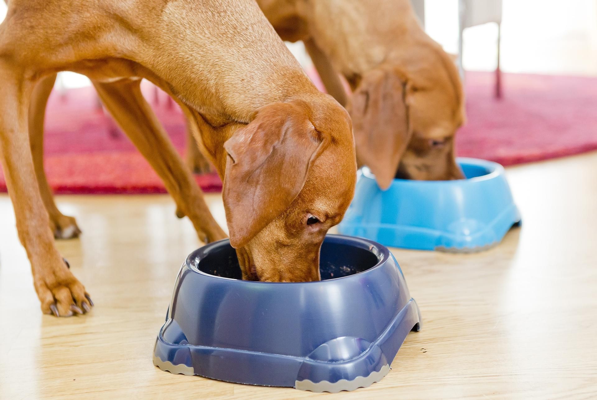 hundefutter