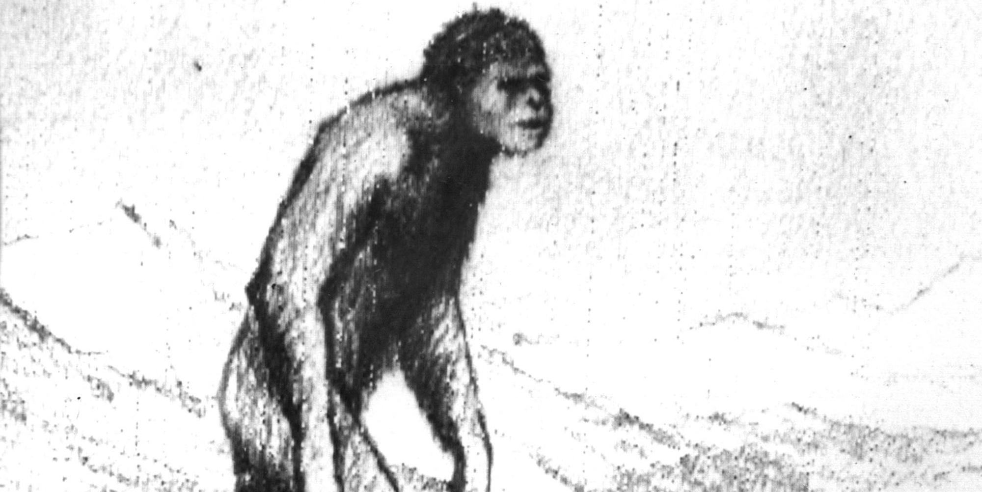 Foto Yeti