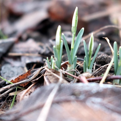 max grönert langsames erwachen