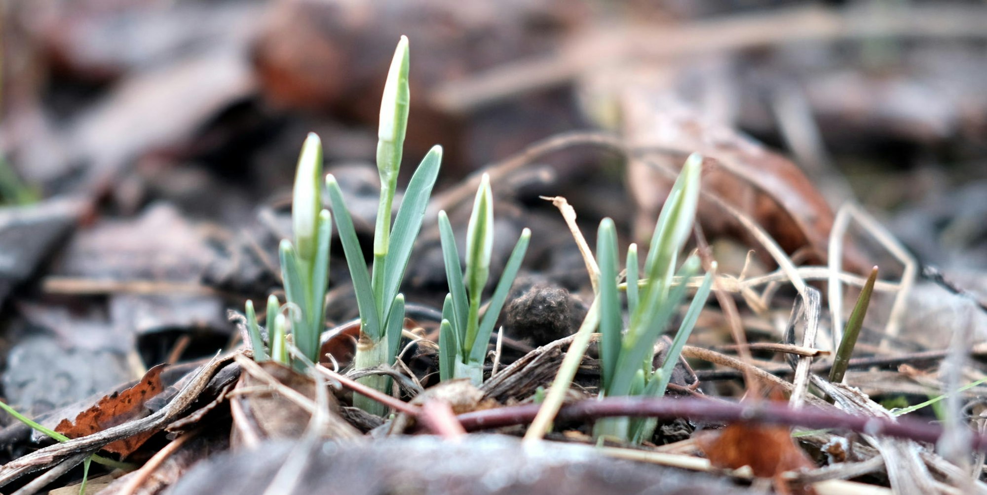 max grönert langsames erwachen