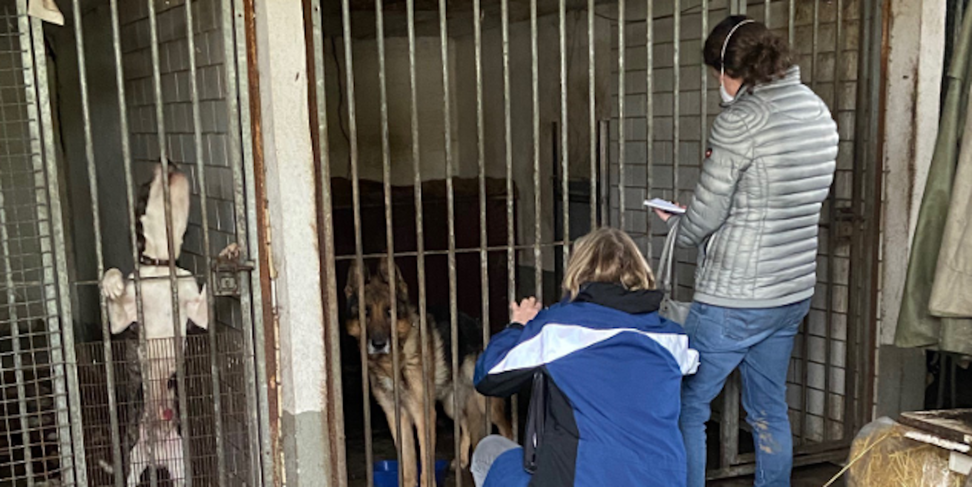 32_FOTO_Hundesicherstellung_5