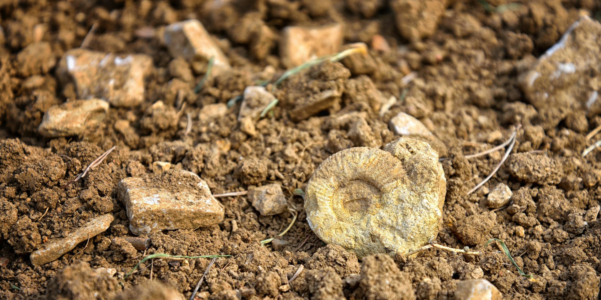 GettyImages-1033795488 Susanne Schulz