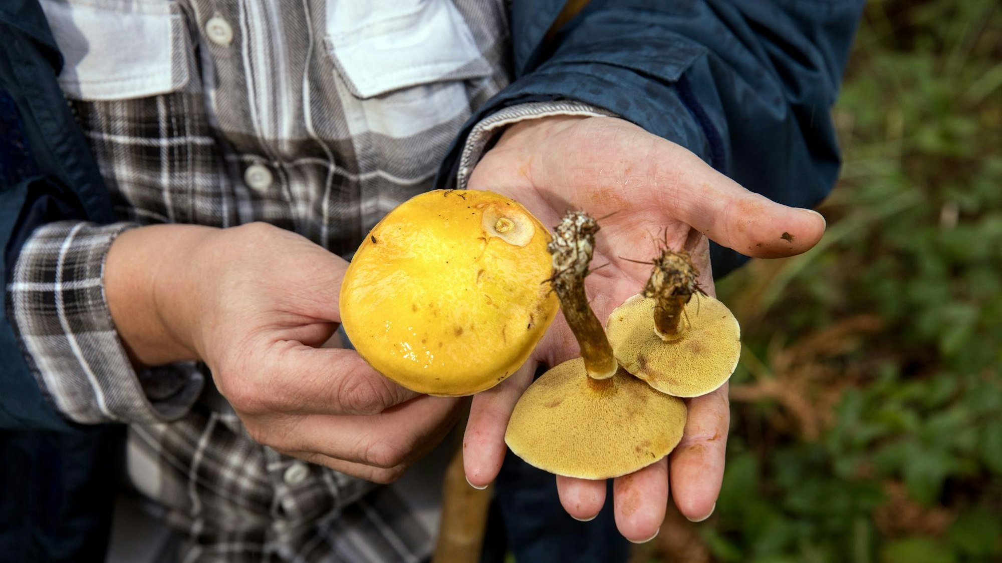 Ralf Dalheuser zeigt den Lärchenröhrling in seiner Hand.