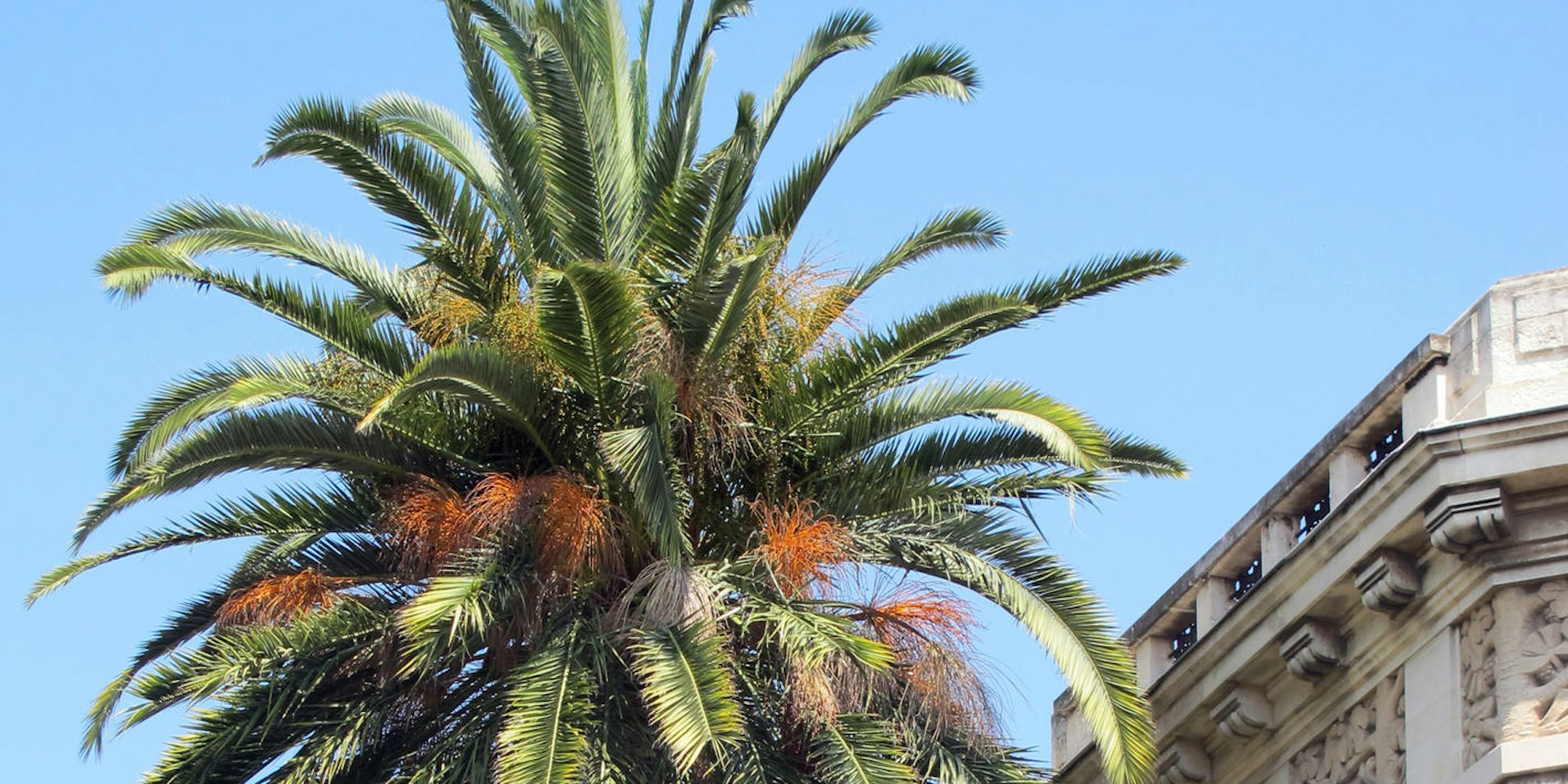 Foto Palme