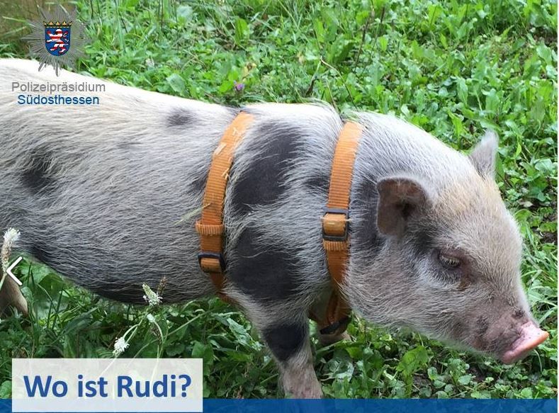 Minischwein Rudi