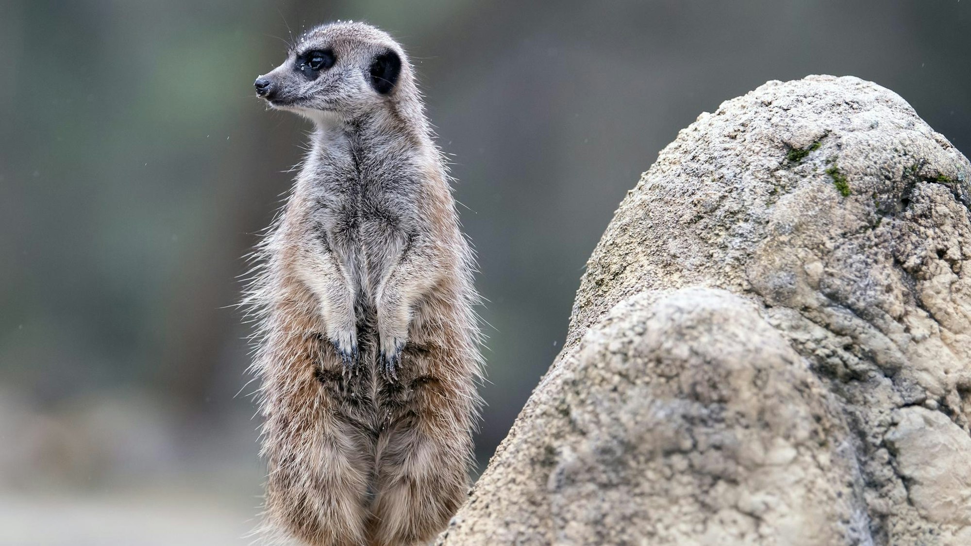 Erdmännchen schaut in die Ferne.
